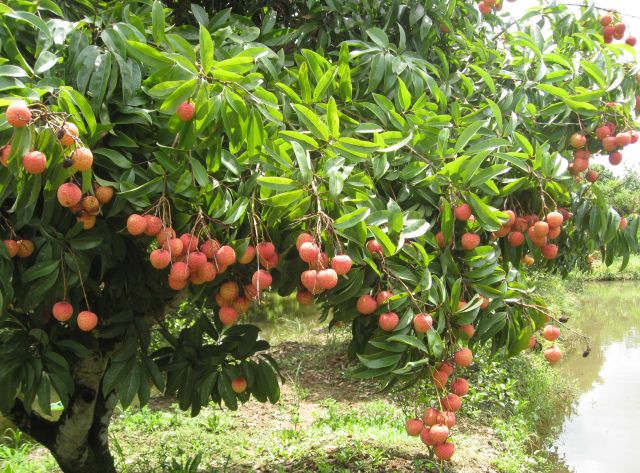 Vải thiều Thanh Hà Hải Dương
